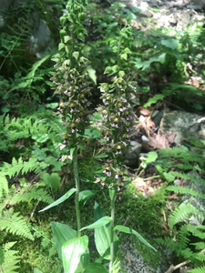 Photo By: Stephen M. Young. Photo taken: Onondaga County, NY on 25 July 2019